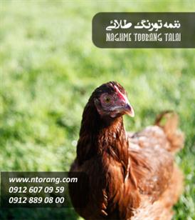 نيمچه مرغ بومی ٦٠ روزه